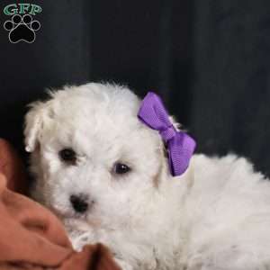 Bridget, Bichon Frise Puppy